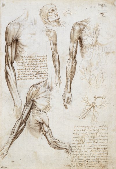 Halott vagy halott ember mellszobrában alkotó: Leonardo da Vinci
